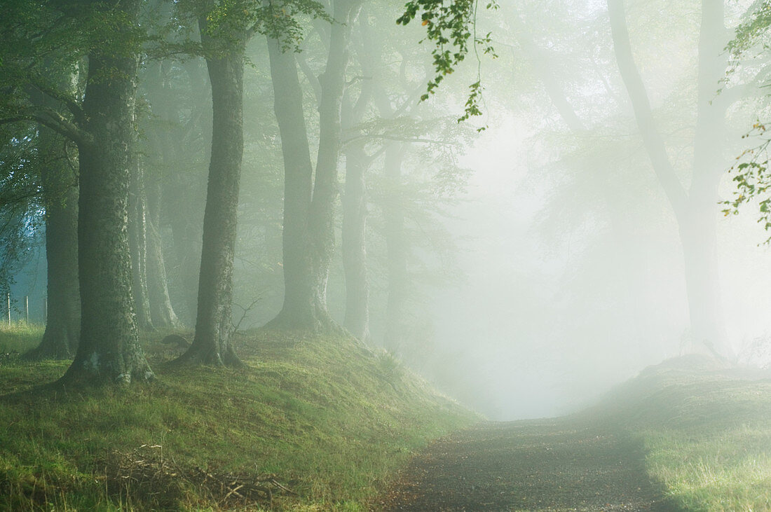 Pfad durch den Wald, Ross-shire, Schottland, Großbritannien