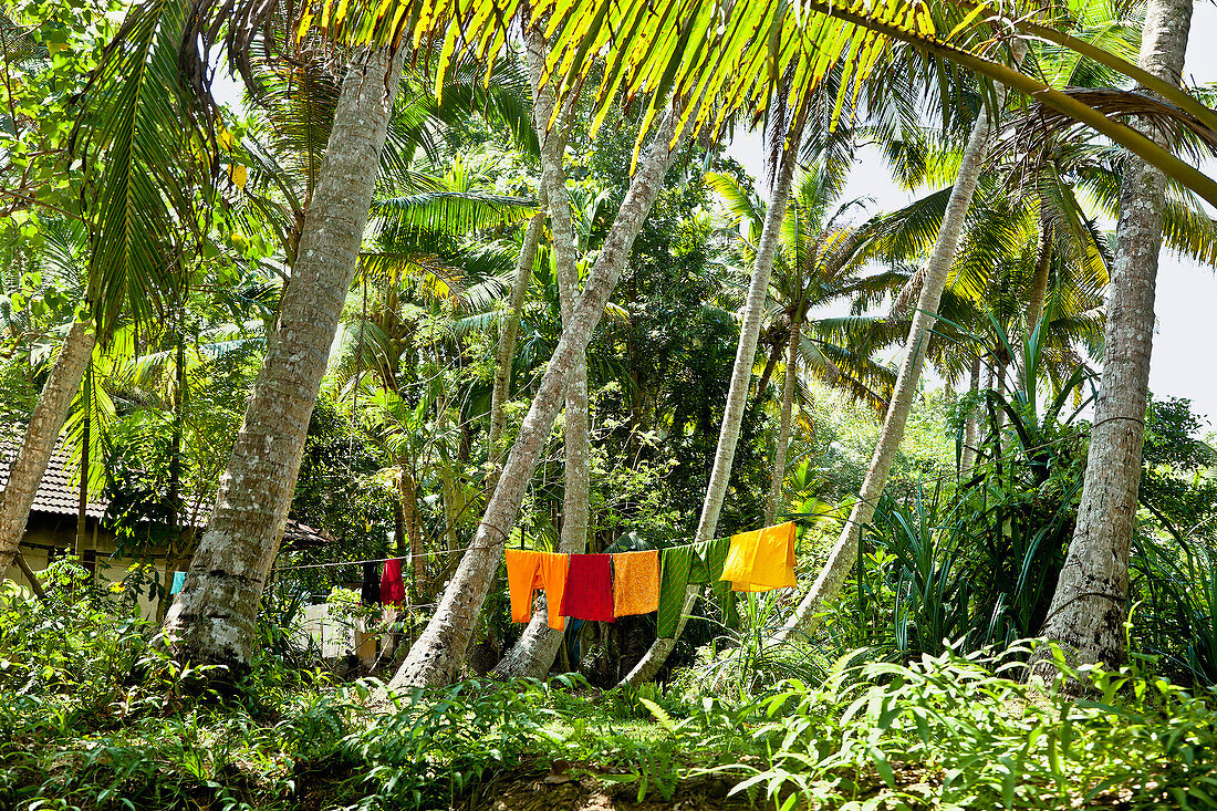 Wäschetrocknung im Dschungel, Cochin, Kerala, Indien