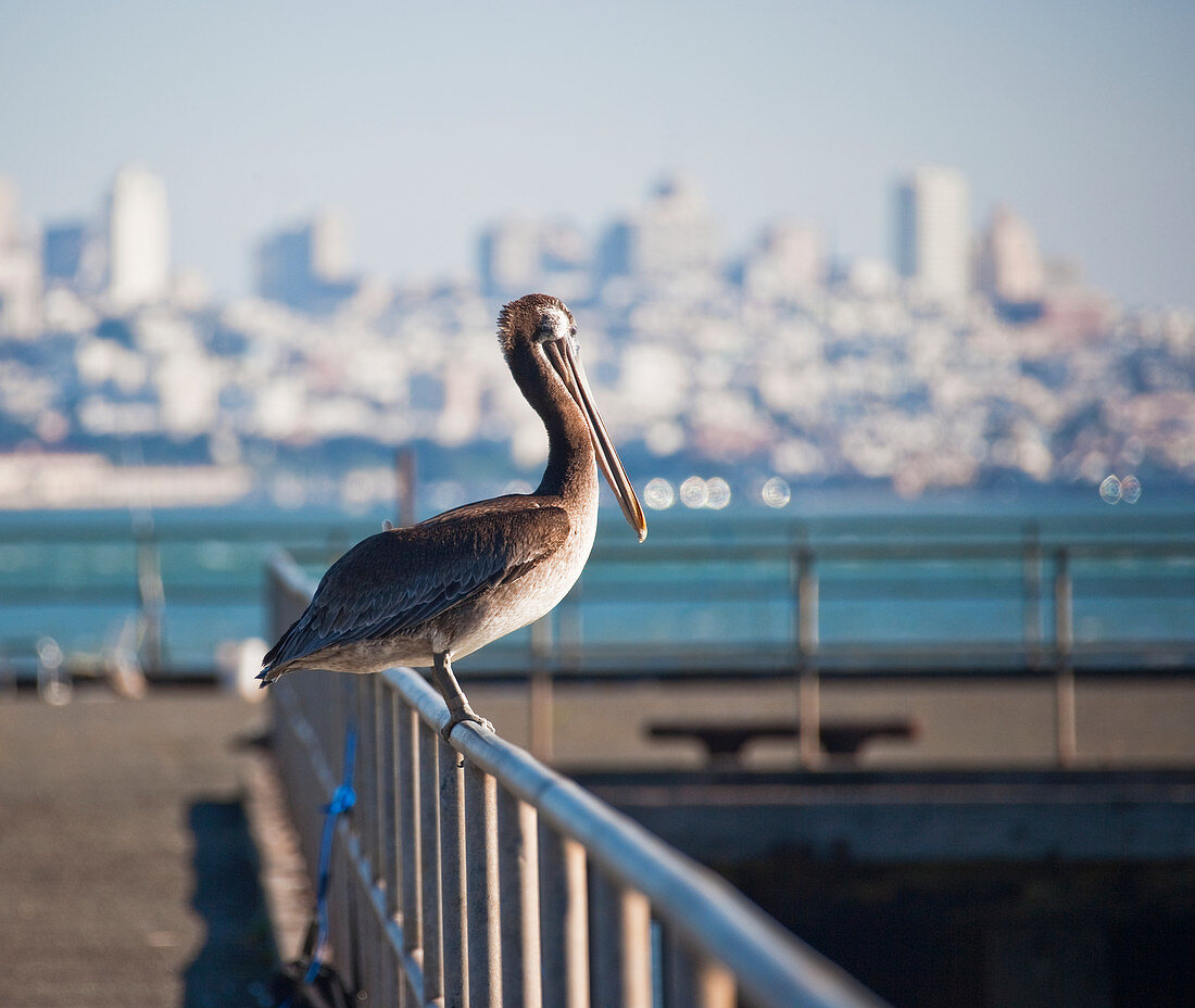 Pelikan am Pier Geländer, San Francisco, Kalifornien, USA