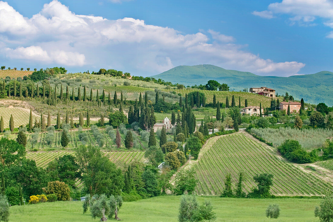 Blick auf die hügelige grüne Landschaft, Toskana, Italien