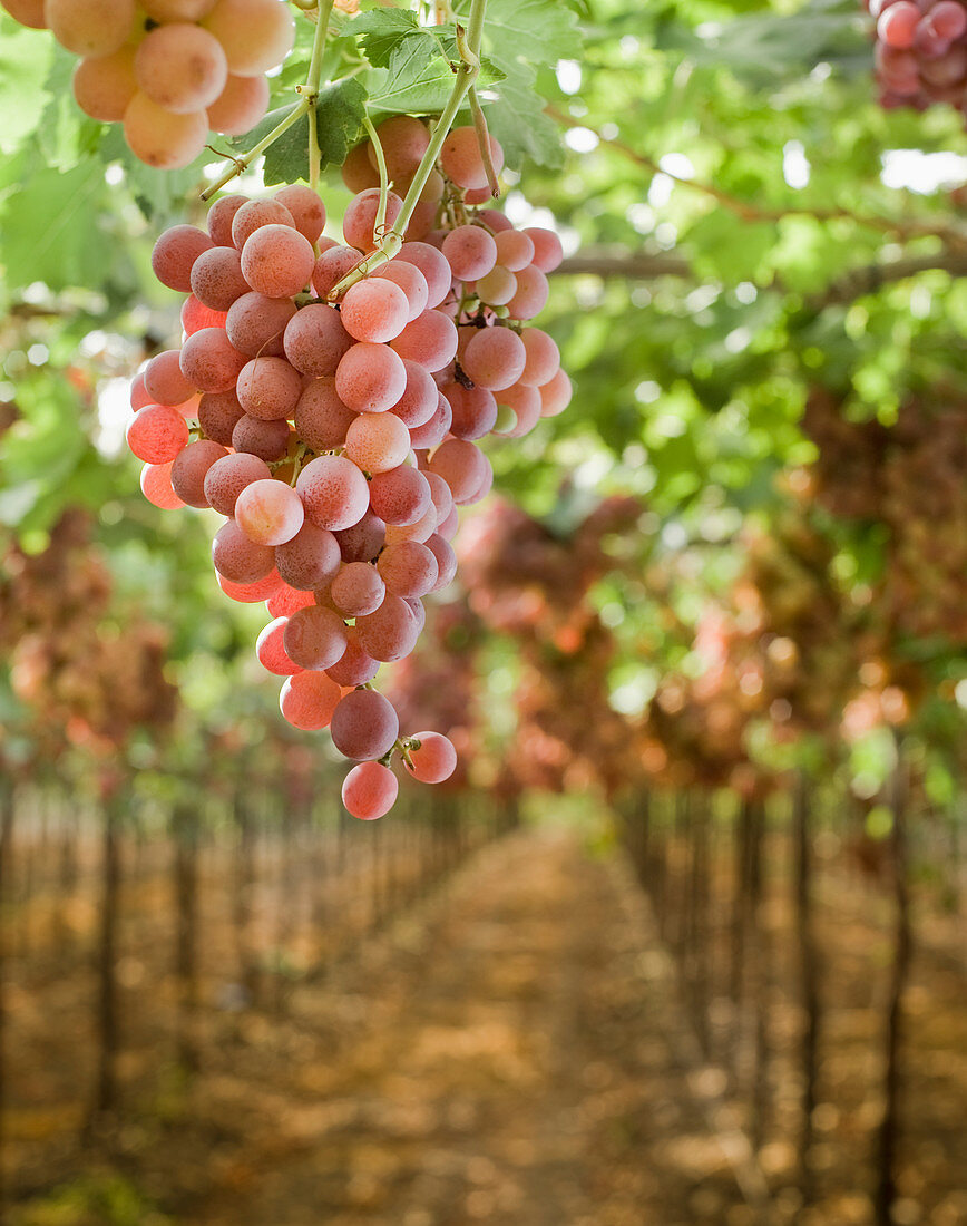 Grapes on Vine in Vineyard, Amikam, Israel