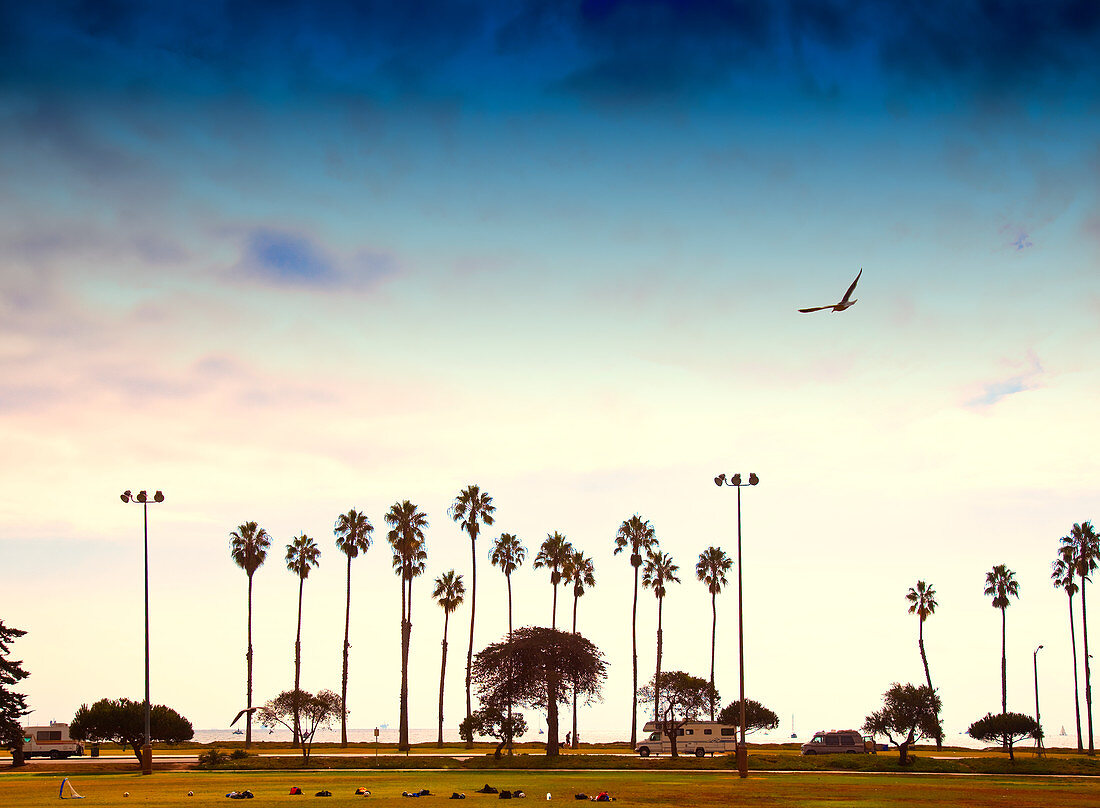 Palm Trees Lining the Beach, Santa Barbara, California, USA