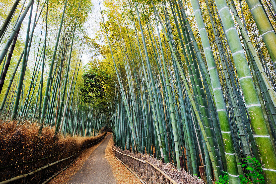 Bamboo lined path, Kyoto, Japan