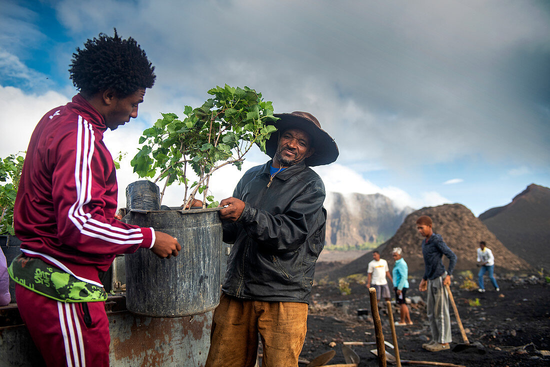 Cape Verde, Island Fogo, NationalPark Fogo, Village Cha,landscape, Active Vulcano, Lavafields, coffee, wineyards, wine,farmers, working the land, planting wine ranks