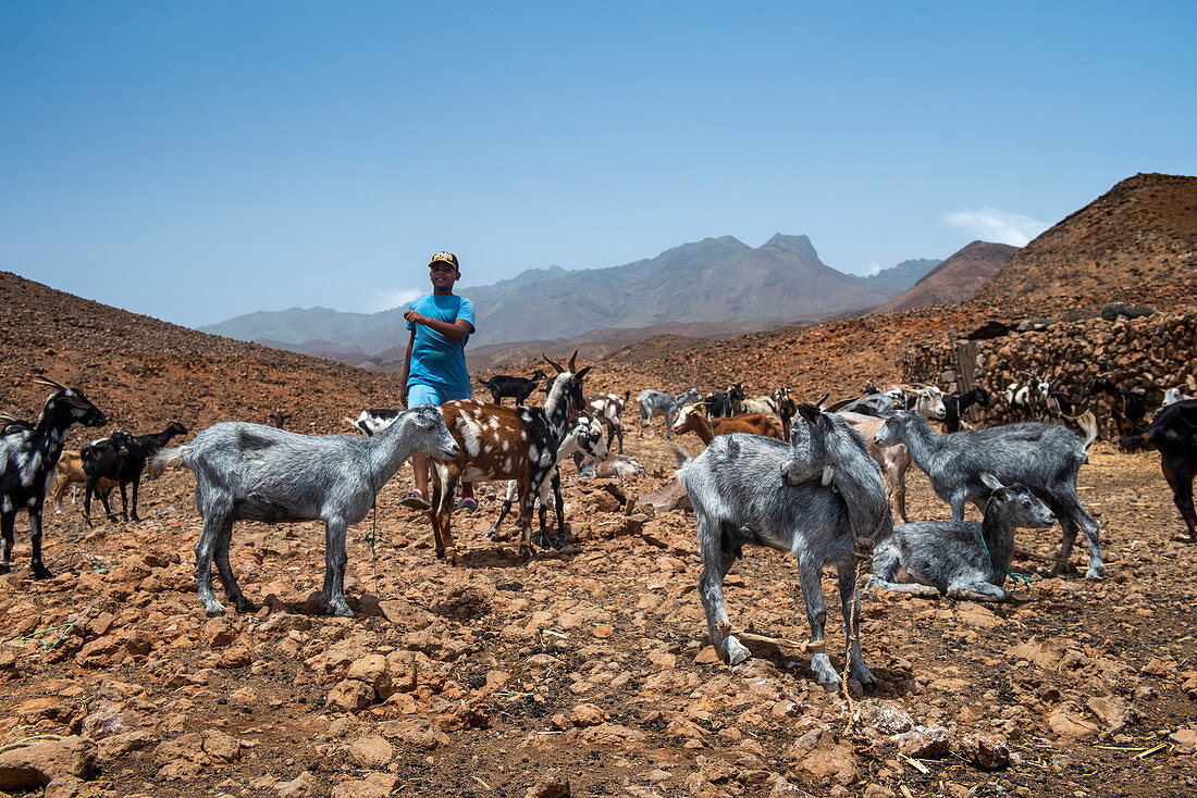 Cape Verde, Island Santo Antao, landscapes, mountains, goats, herding