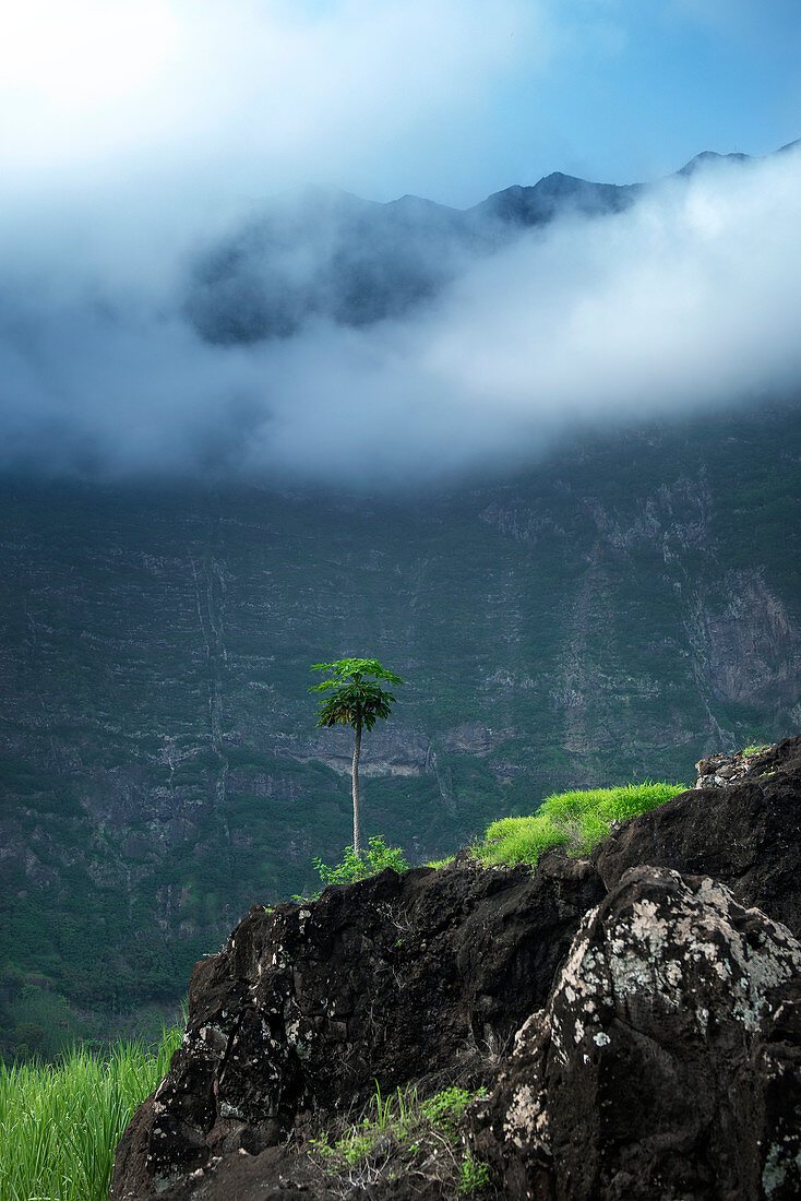 Kap Verde, Insel Santo Antao, Landschaft mit Bergen, grünes Tal, Papayabaum