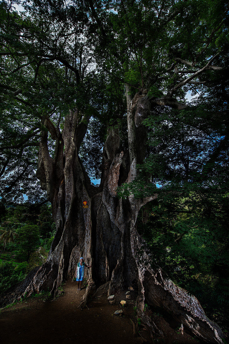 Riesiger Kapokbaum, Wollbaum mit einer Frau davor stehend, Insel Santiago, Kap Verde