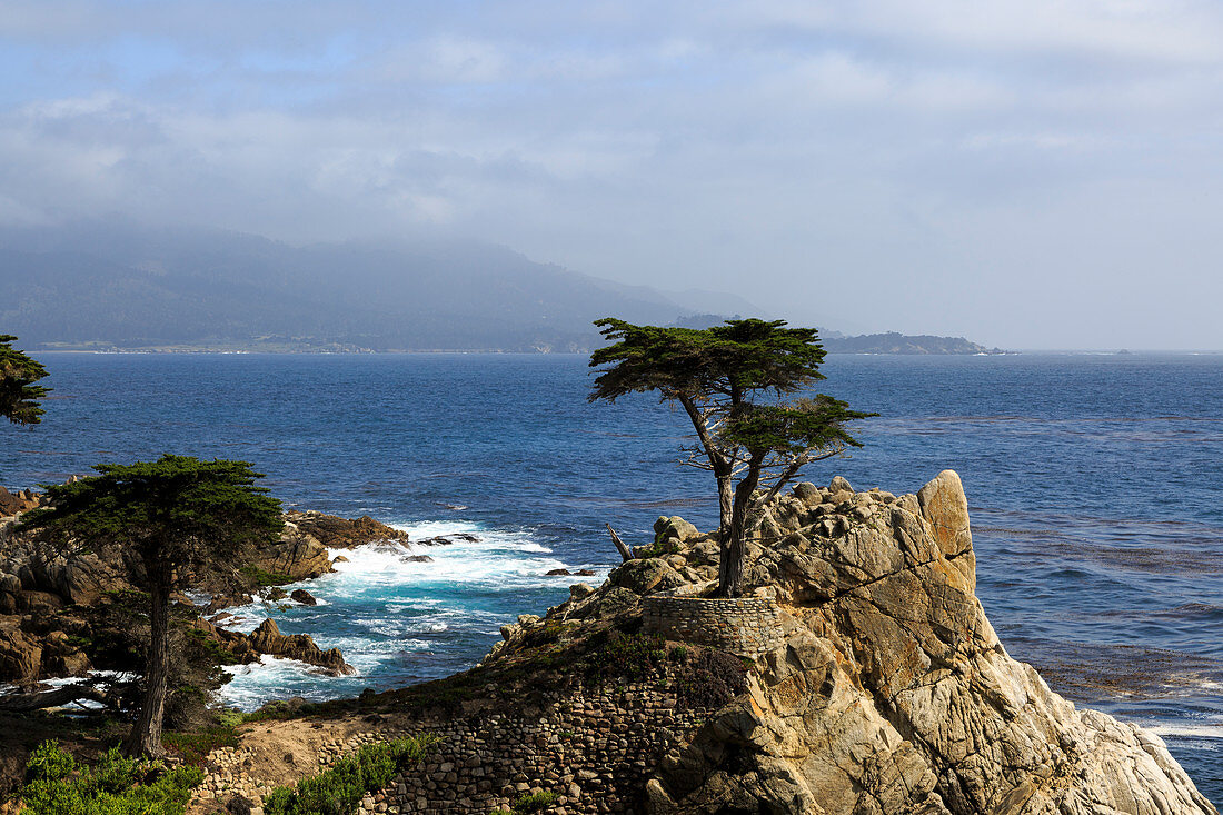 The lone cypress, Küste am 17-Mile Drive, Monterey, Kalifornien