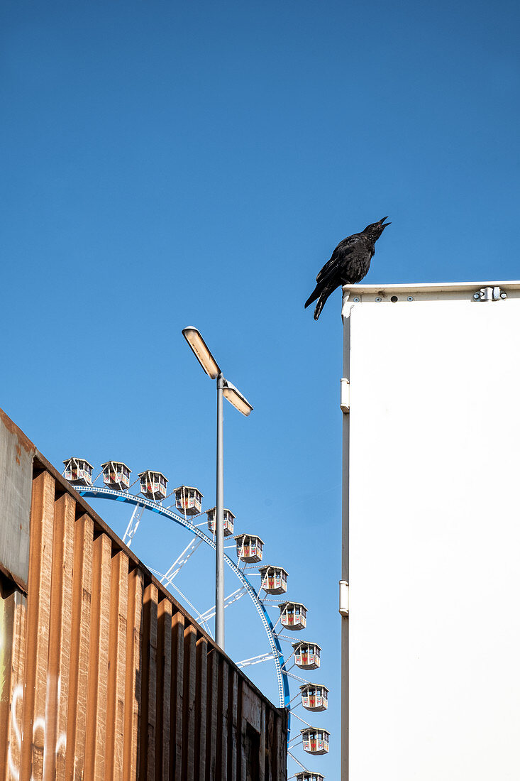 Crow on a container, in the background the ferris wheel, Theresienwiese, Munich, Bavaria Germany