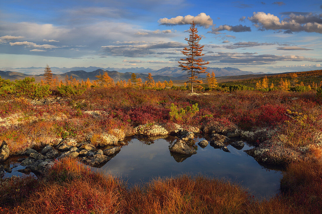 Ein sonniger Tag in der Tundra, Oblast Magadan, Sibirien, Russland