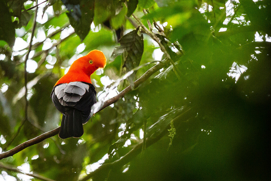 Der selten anzutreffende Andenklippenvogel in einem schwer zugänglichen Wald in Ecuador