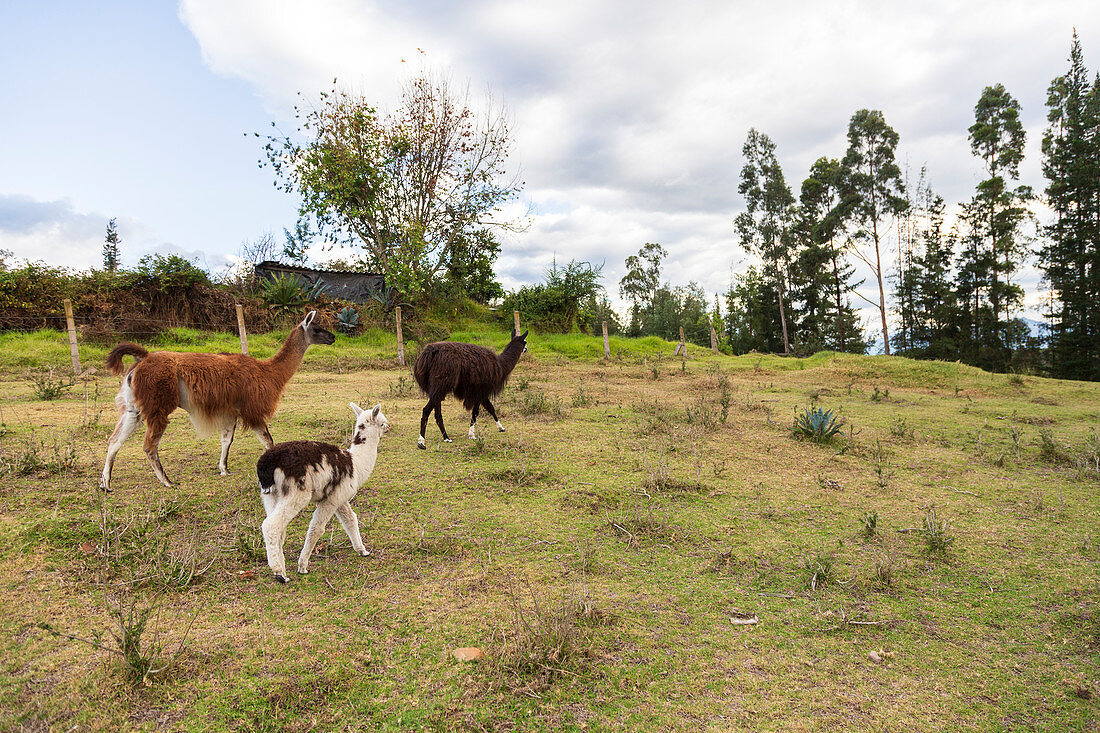 Three lamas in the large garden of Hacienda La Jimenita near Quito Airport, Ecuador