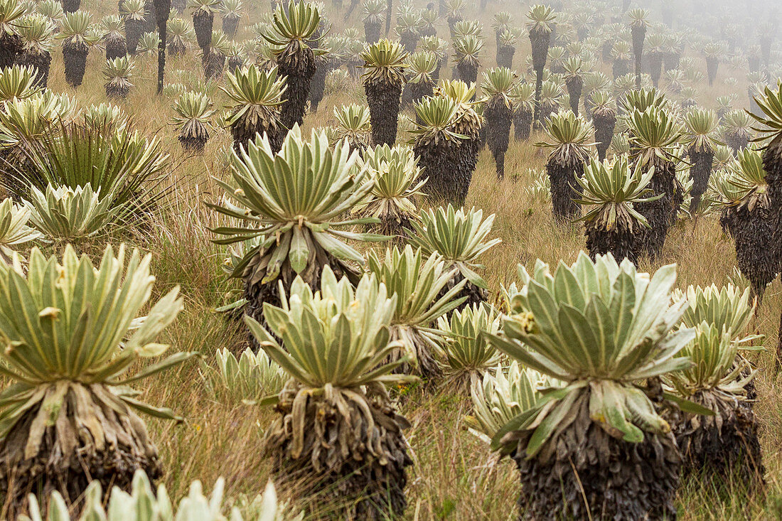 Endemische Riesenpflanzen Frailejones Gigantes im Nationalpark El Angel in Ecuador