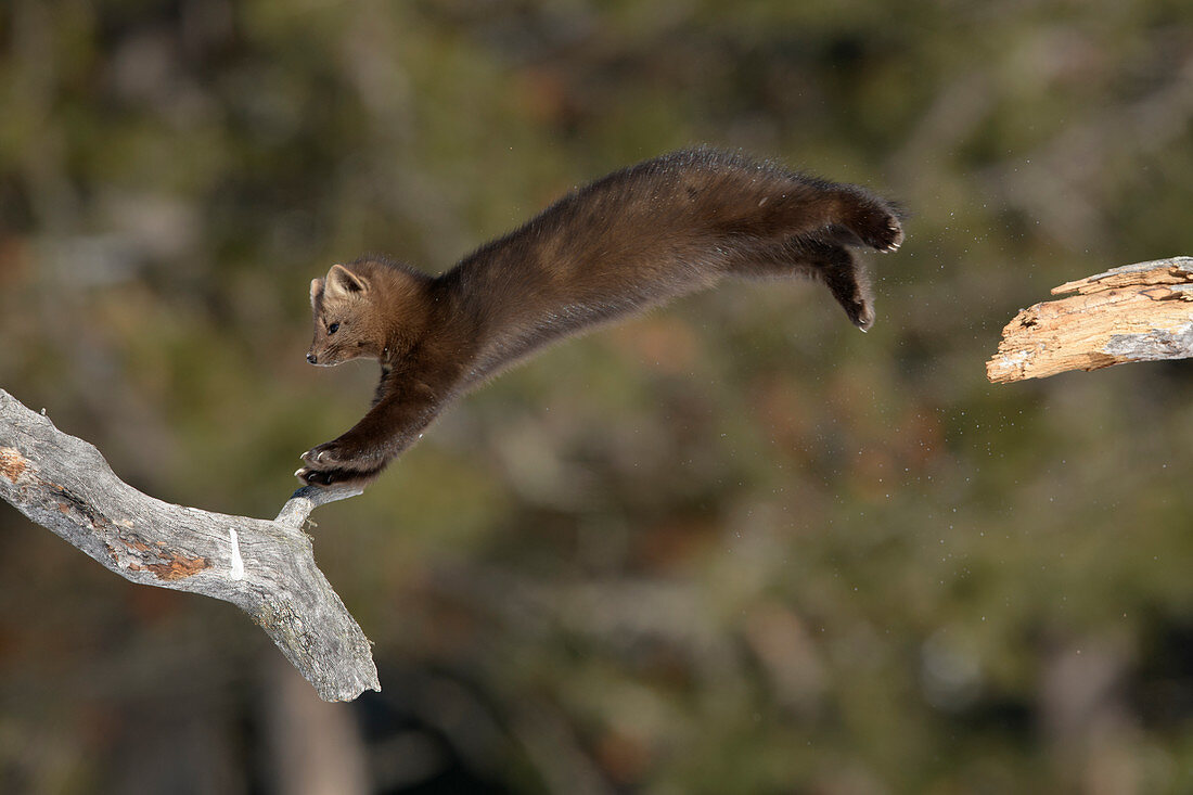 Zobel (Martes zibellina) springt in Bäumen, Baikalsee, Barguzinsky Naturschutzgebiet, Russland