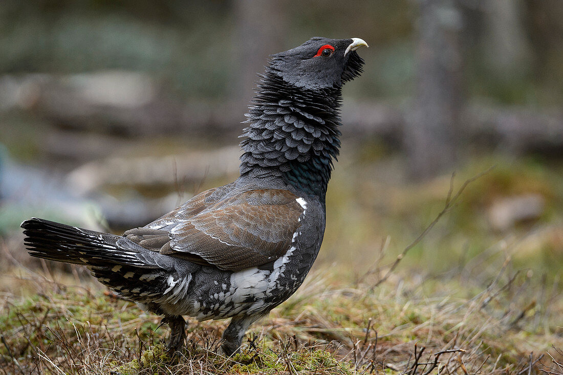 Auerhahn (Tetrao urogallus), Tver, Russland