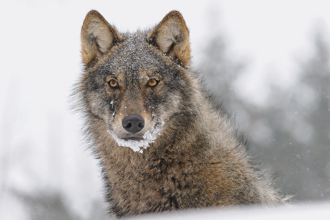 Wolf (Canis Lupus) im Winter, Tver, Russland