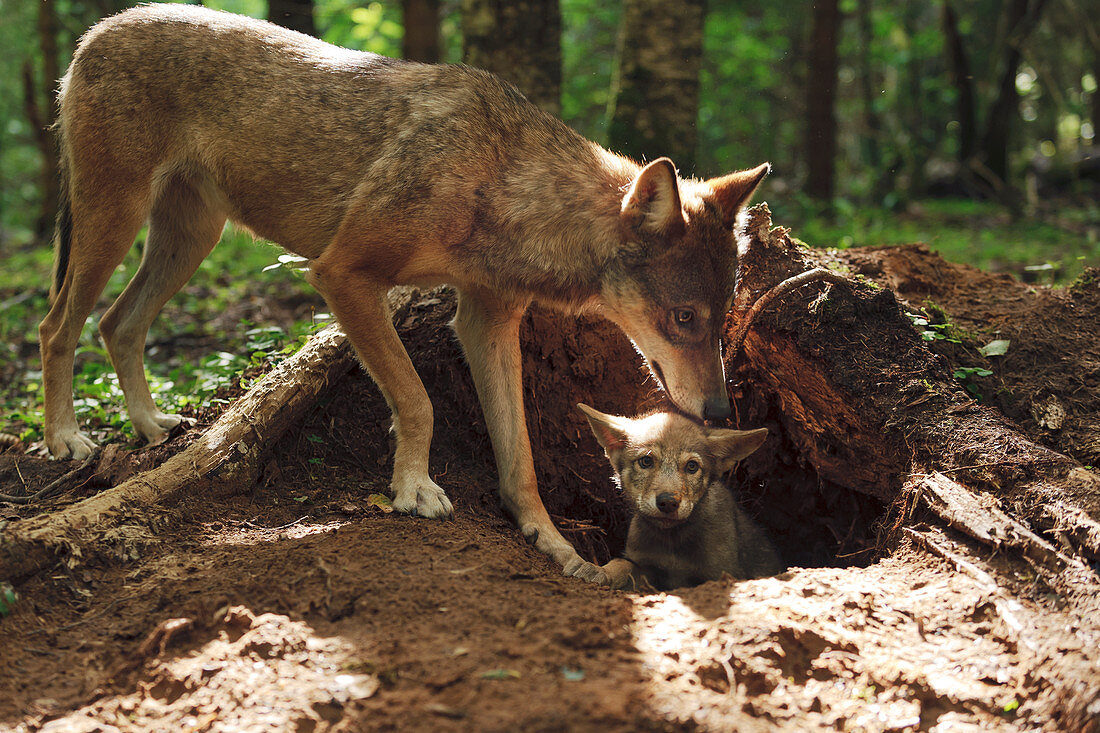 Wolf mit Welpen in der Höhle (Canis Lupus), Tver, Russland