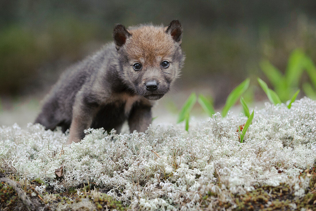 Wolfswelpe (Canis Lupus), Tver, Russland