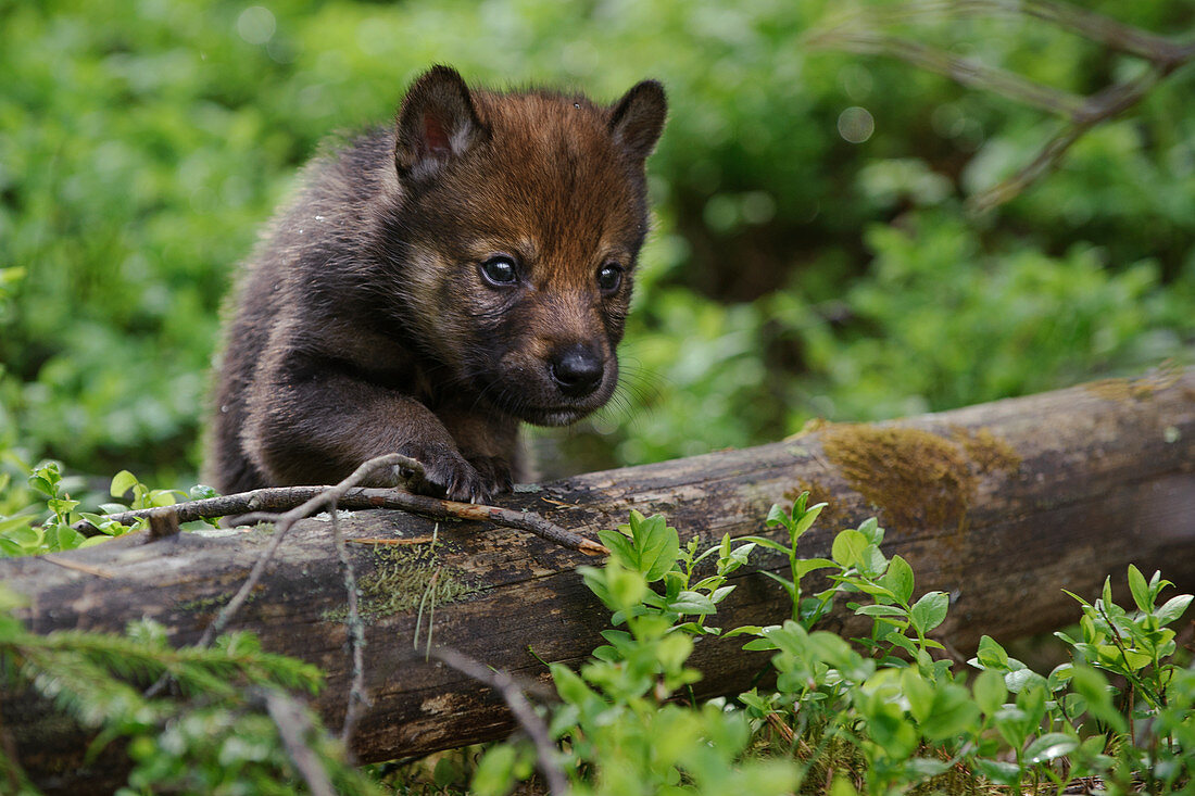 Wolfswelpe (Canis Lupus), Tver, Russland