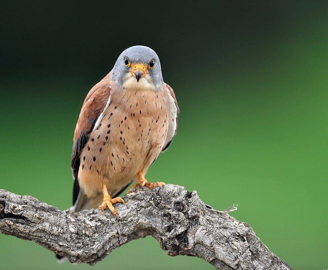 Männlicher Turmfalke (Falco naumanni), Kastilien-La Mancha, Spanien