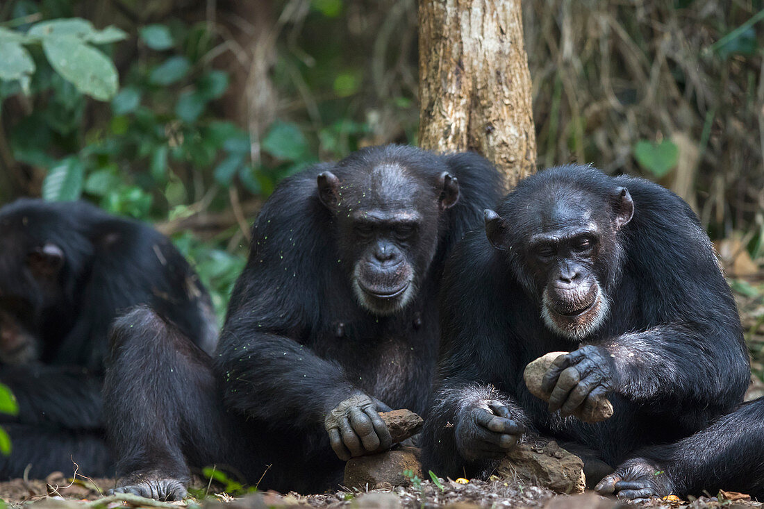 Schimpansenpaar (Pan troglodytes) mit einem Stein knackt Nüsse, Bossou, Guinea
