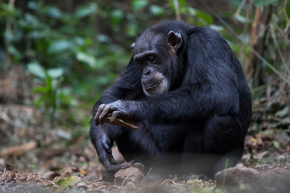 Weiblicher Schimpanse (Pan troglodytes) mit einem Stein knackt Nüsse, Bossou, Guinea