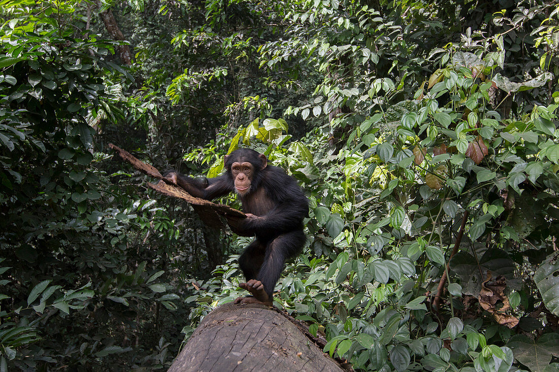 Schimpansenjunge, namens Fanwwaa (Pan troglodytes), 5 Jahre alt, mit Baumrinde, Bossou, Guinea