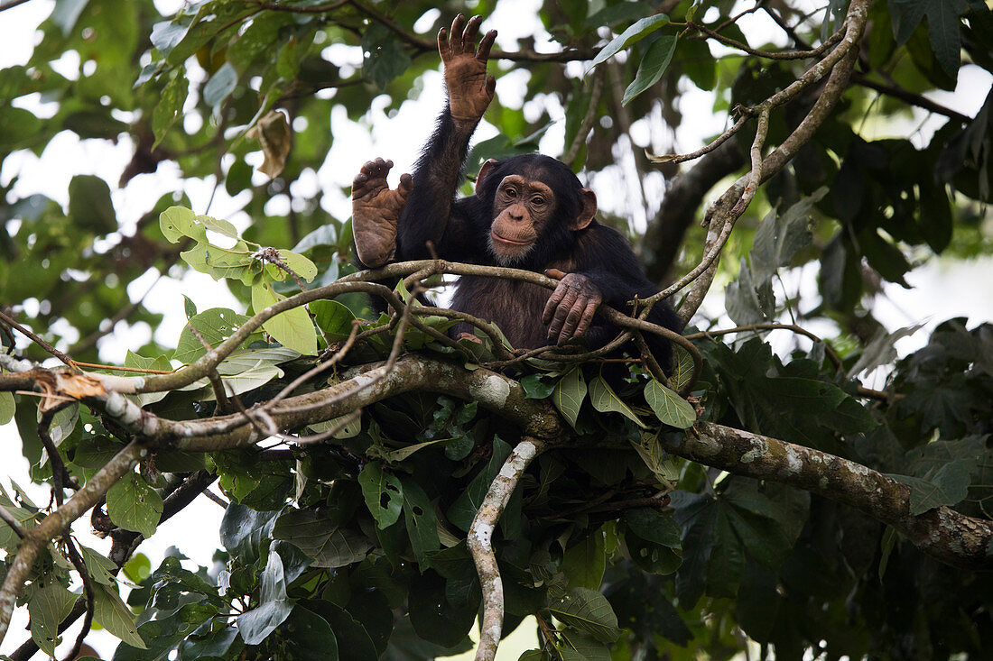 Schimpansenjunge, namens Fanwwaa (Pan troglodytes), 5 Jahre alt, tromelt auf dem Baum, Bossou, Guinea