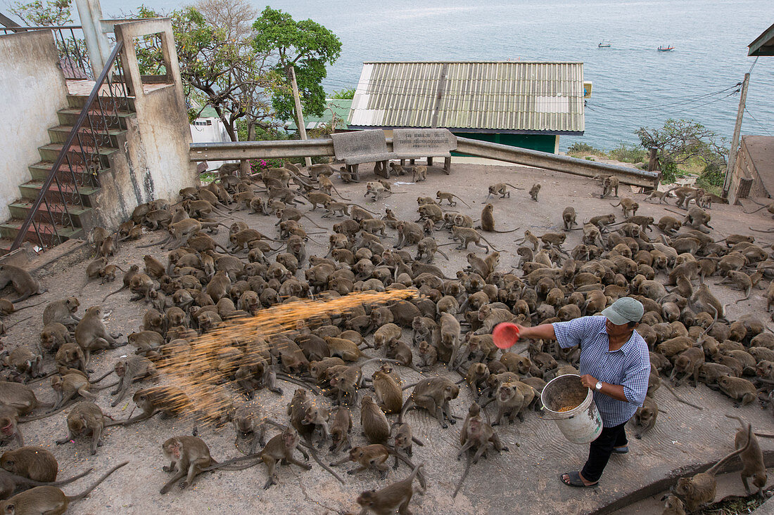 Gruppe von Langschwanzmakaken (Macaca fascicularis) wird vom Mann in der Stadt gefüttert, Thailand