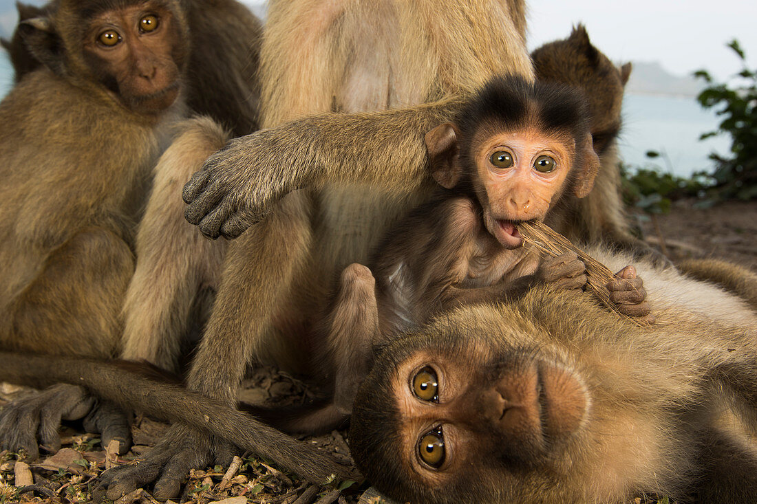 Langschwanzmakak (Macaca fascicularis) als Krankenpfleger innerhalb der Truppe, Khao Sam Roi Yot Nationalpark, Thailand