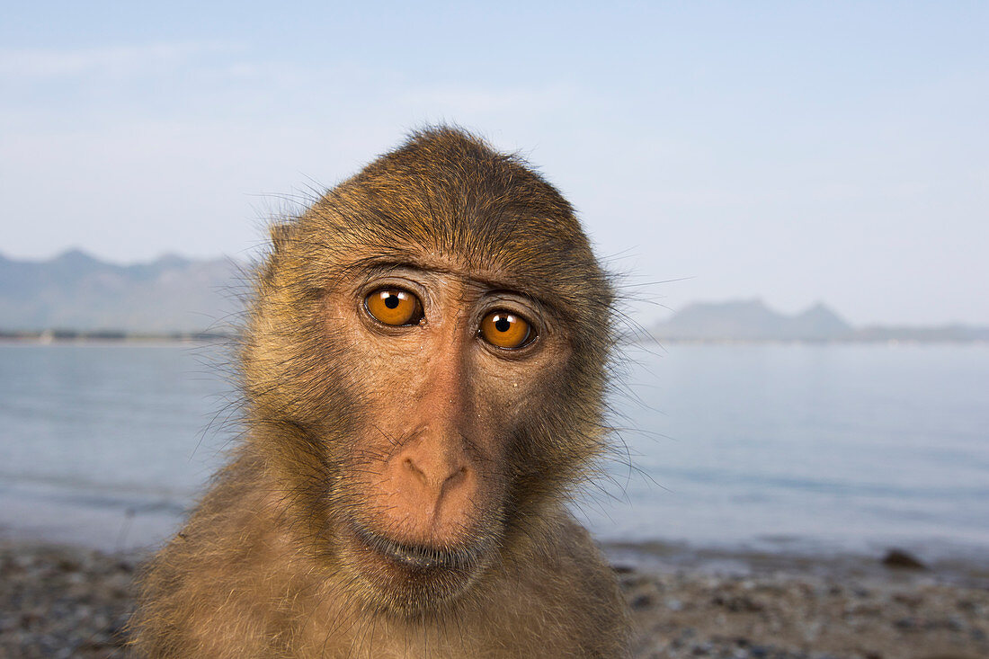 Langschwanzmakak (Macaca fascicularis), Khao Sam Roi Yot Nationalpark, Thailand