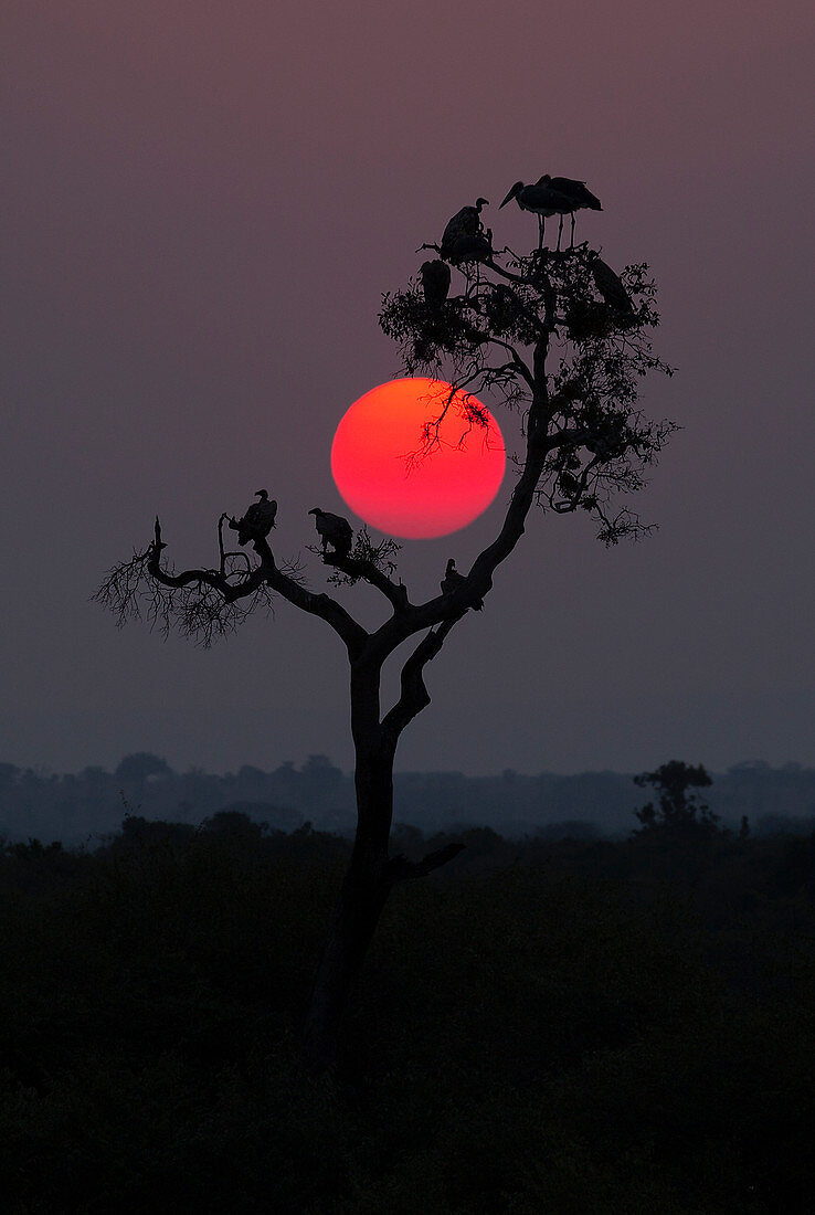 Marabustorch (Leptoptilos crumeniferus) und Geier scharen sich im Baum bei Sonnenuntergang, Nationalpark Serengeti, Tansania