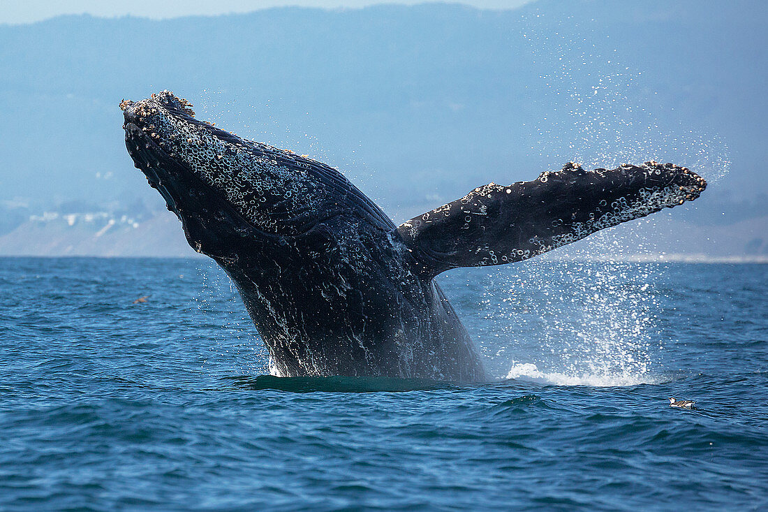 Buckelwal (Megaptera novaeangliae), Monterey Bay, Kalifornien