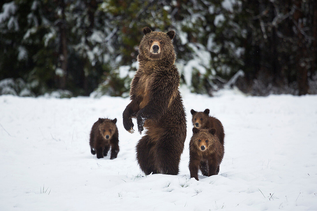 Wachsame Grizzlybär-Mutter (Ursus arctos horribilis) mit Jungen im Schnee, Grand Teton Nationalpark, Wyoming
