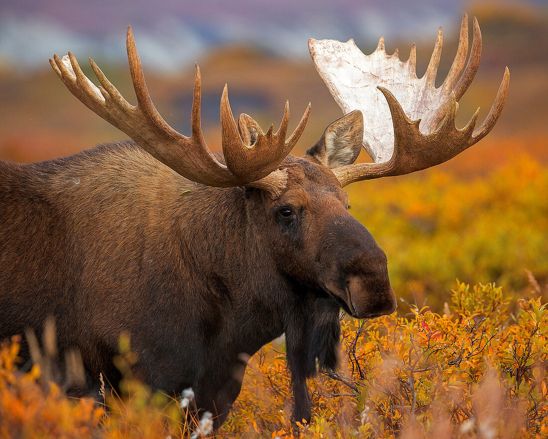 Alaska Elchbulle (Alces alces gigas) in der Herbst-Tundra, Denali Nationalpark, Alaska