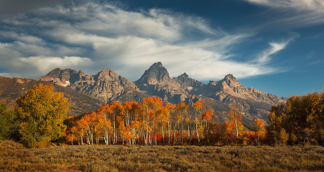 Pappel (Populus SP) im Herbst in Bergnähe, Grand Teton Nationalpark, Wyoming