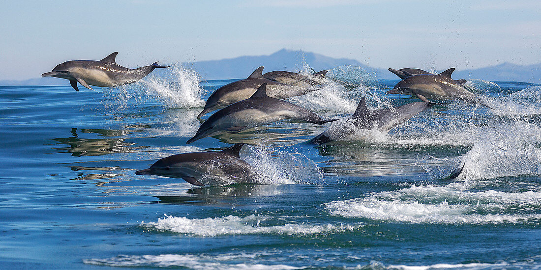 Porpoising Hülse des langschnabeligen gemeinen Delphins (Delphinus capensis), Monterey Bay, Kalifornien