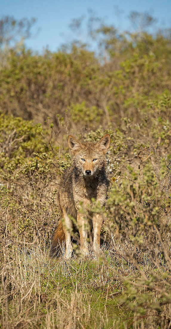 Kojote (Canis latrans), Punkt Reyes National Seashore, Kalifornien