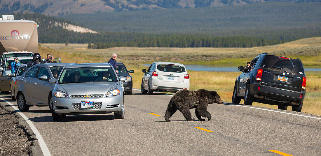 Grizzlybäre überqueren die Straße (Ursus arctos horribilis), Alberta, Kanada