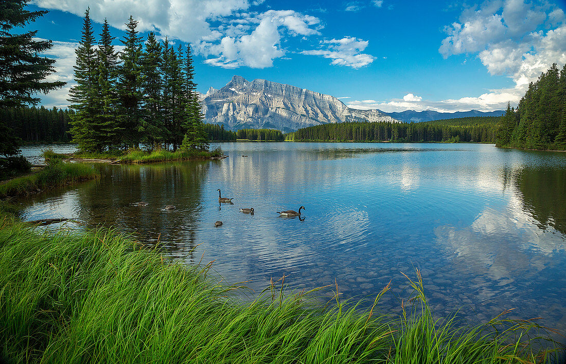 Kanadagans-Familie (Branta canadensis) am See, Banff Nationalpark, Alberta, Kanada