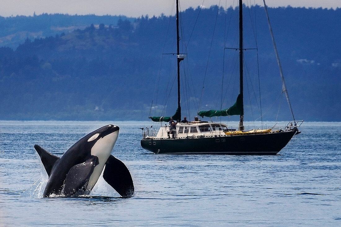 Schwertwal (Orcinus orca) taucht in der Nähe eines Segelbootes auf, San Juan Inseln, Washington