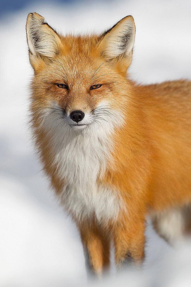 Roter Fuchs (Vulpes Vulpes) im Winter, Grand Teton Nationalpark, Wyoming