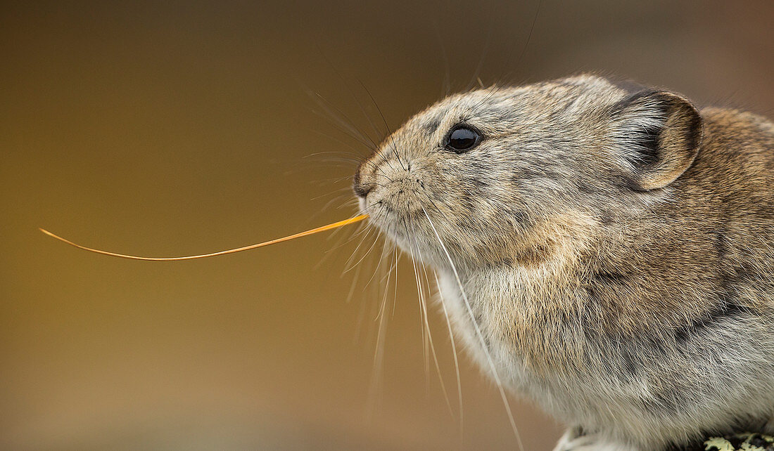 Halsband-Pika (Ochotona collaris) füttert Gras, Denali Nationalpark, Alaska