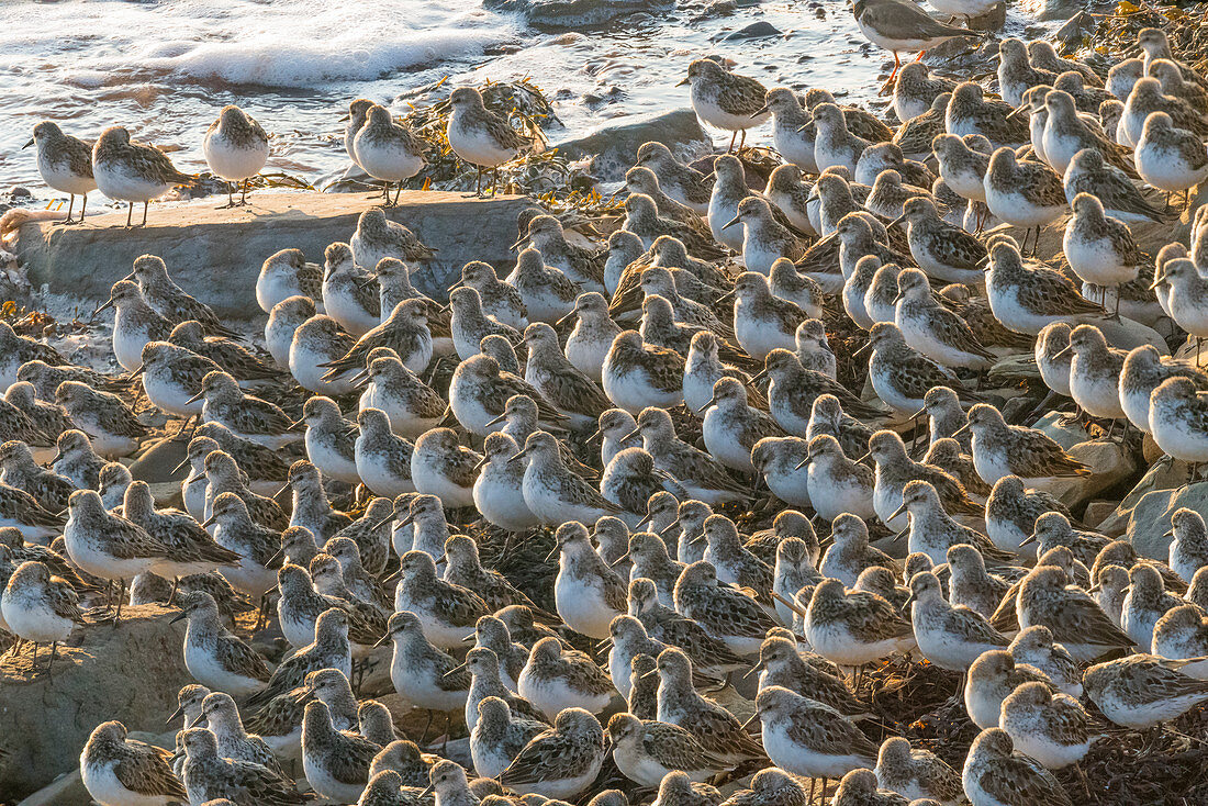 Sandstrandläufer (Calidris pusilla) am Strand, Bay of Fundy, New Brunswick, Kanada