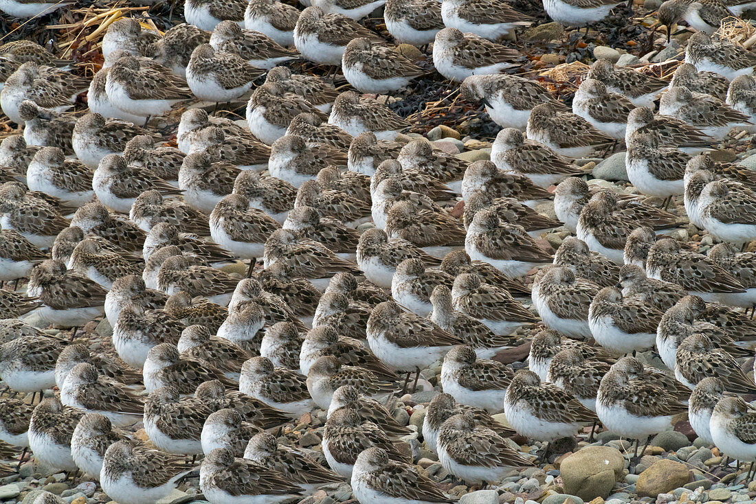 Sandstrandläufer (Calidris pusilla) am Strand, Bay of Fundy, New Brunswick, Kanada