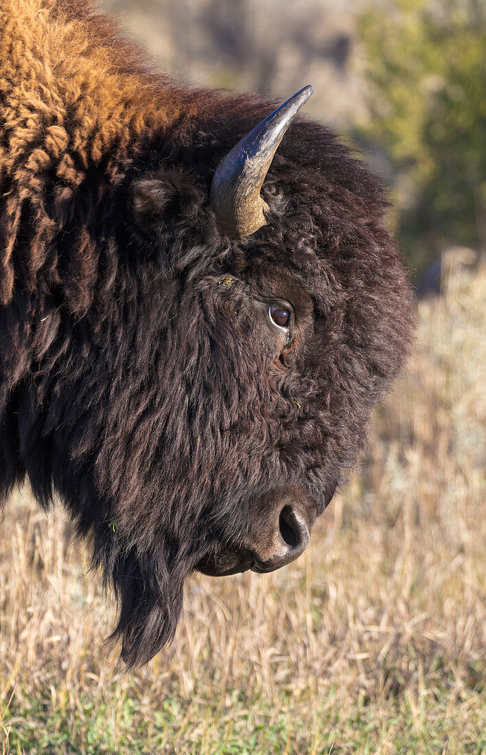 Amerikanischer Bison (Bison Bison) Jungtier, Theodore Roosevelt Nationalpark, North Dakota