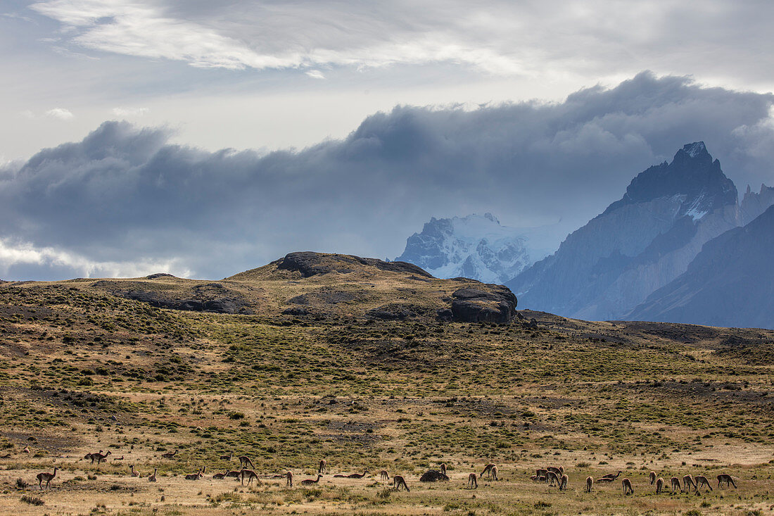 Guanako-Herd (Lama guanicoe), in Bergnähe, Nationalpark Torres Del Paine, Chile