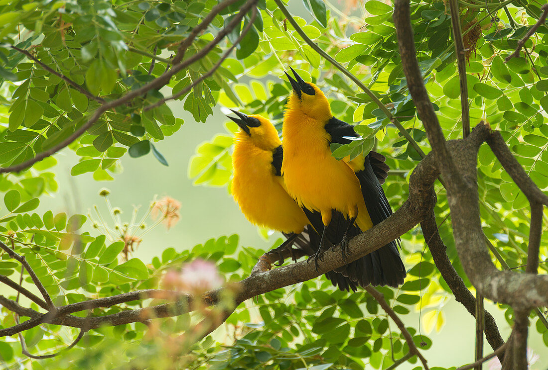 Pirolamsel-Pärchen (Gymnomystax mexicanus), beim Umwerben, Südamerika