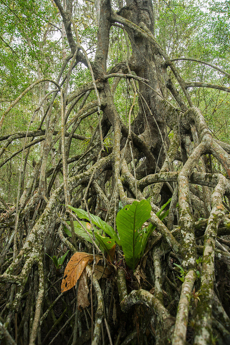 Luftwurzeln der Mangrove (Rhizophora SP), ökologisches Reservat Cayapas Mataje, Ecuador