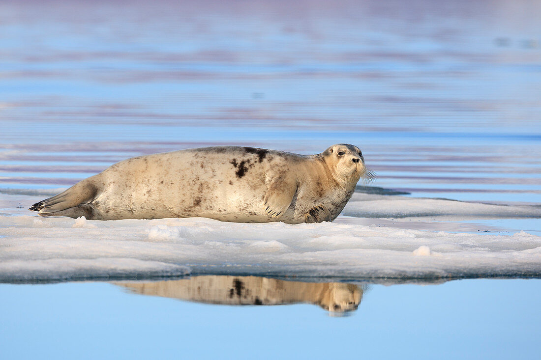 Bärtige Robbe (Erignathus barbatus) auf Eisscholle, Svalbard, Norwegen